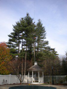 Hot Weather Tree Care Tips