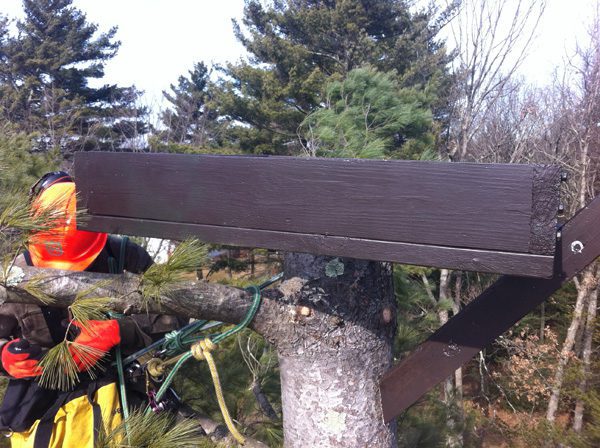 When to Plant New Trees in Massachusetts