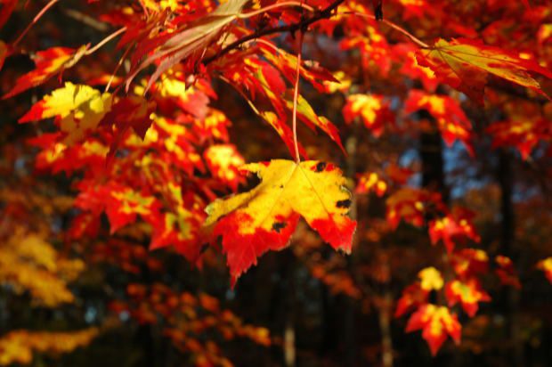 Planting New Trees and Shrubs in the Fall