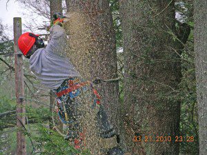Helpful Tips for Proper Spring Tree Care