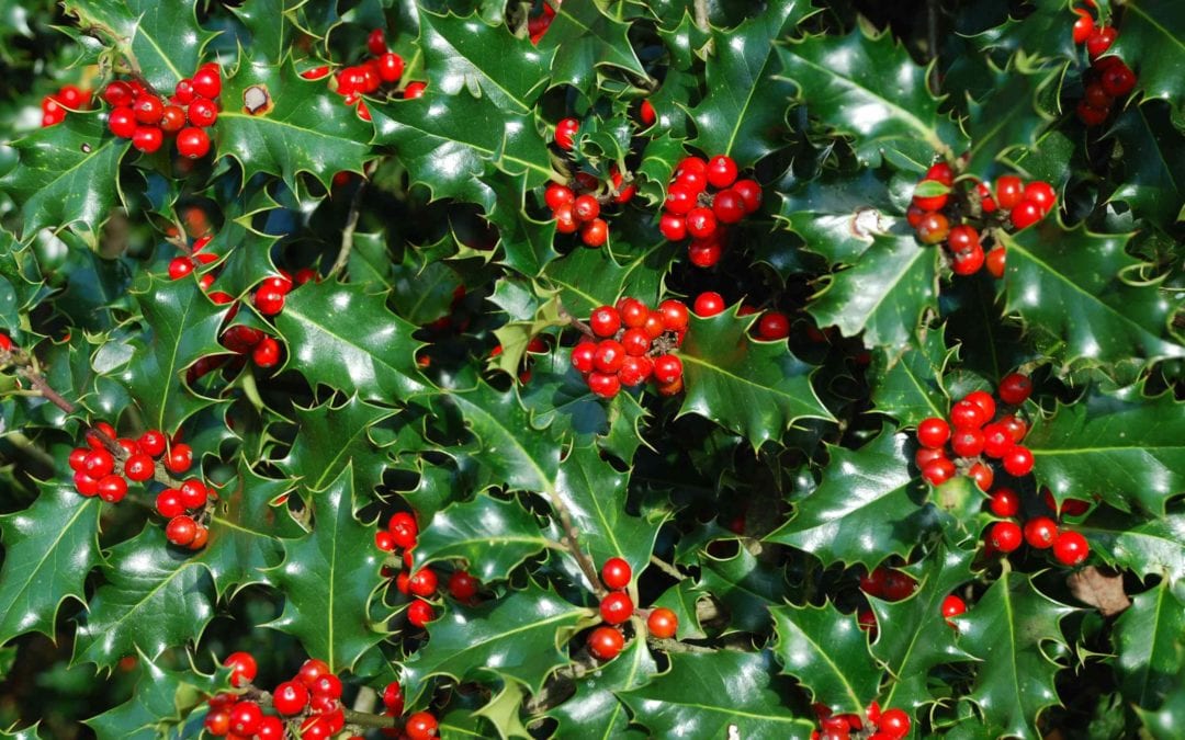 Winter Plants for your Landscape