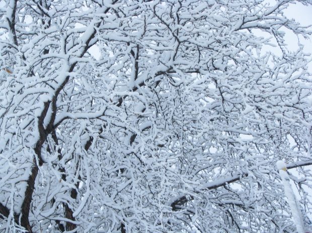 Winter Tree Care for Healthy Trees Year Round