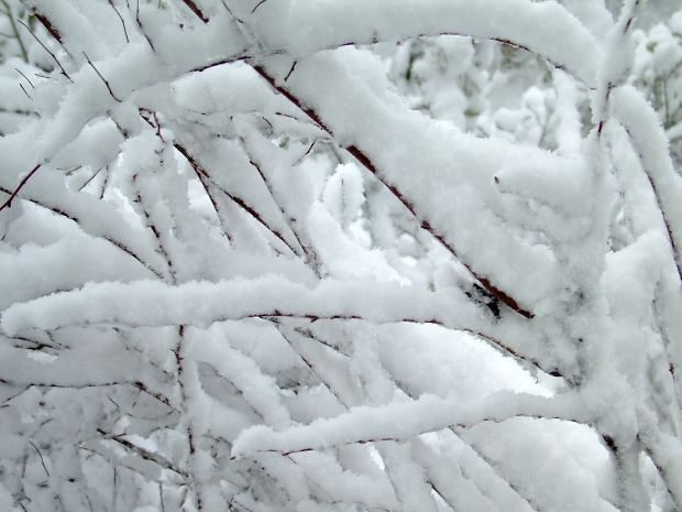 Blizzard Tree Preparation: What to do Before a Storm Hits