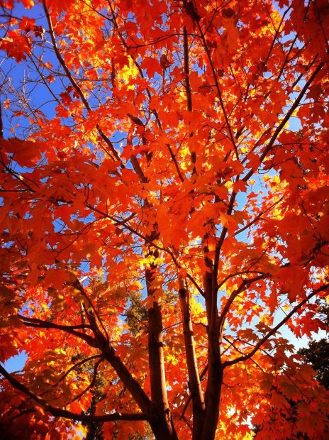 fall tree care