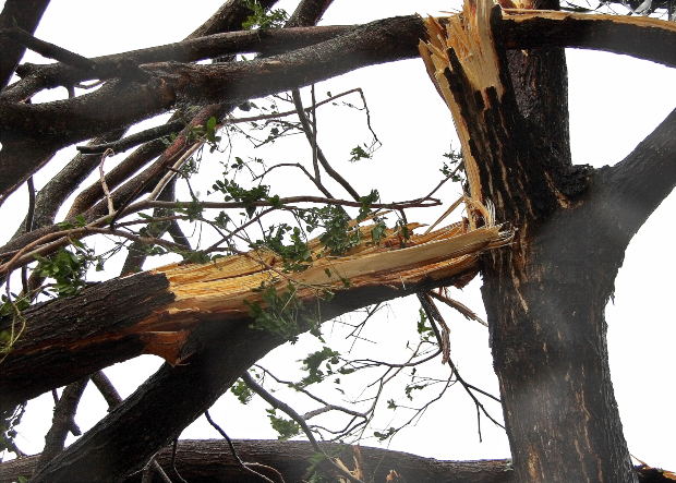 Hurricane Tree Care Tips