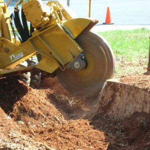 Why Hire a Professional for Stump Grinding?