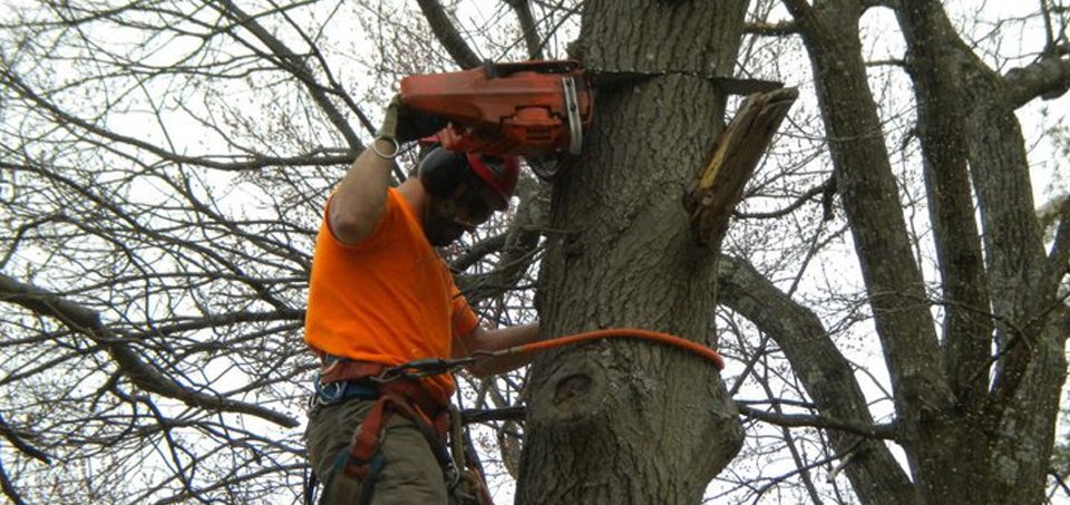 Benefits to Tree Pruning