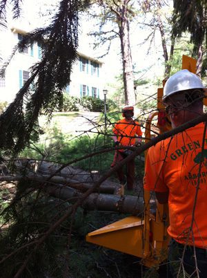 tree trimming and tree pruning